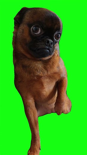 Dog giving a sus look Meme Green Screen
