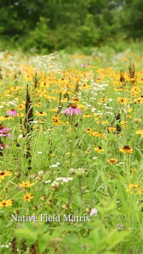 The 60/40 Formula for a Weed-Free NATIVE Landscape! 💪🏼