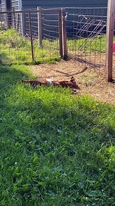Compilation of Playful Myotonic Goats Fainting