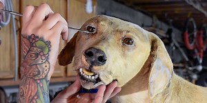 How a taxidermist restores a damaged dog