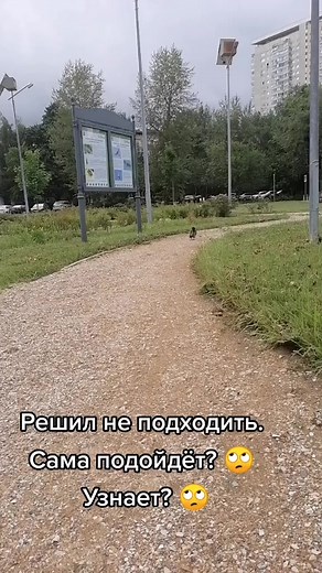 Crow Interaction: Feeding a Friendly Raven in the Park