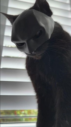 Batcat mask 😎| cat batman mask 😼| cat with batman mask| funny cat videos 😸 #batcat #cat #shorts
