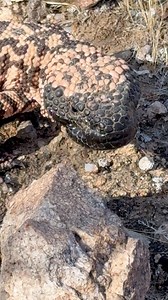 91K views · 1.9K reactions | I came across this venomous, armored,...