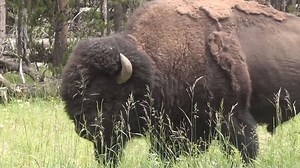 After fewer bison left Yellowstone, population set to grow
