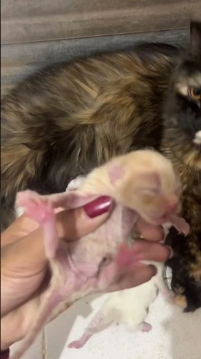 Protecting #caramel #cat #kitten #cute
