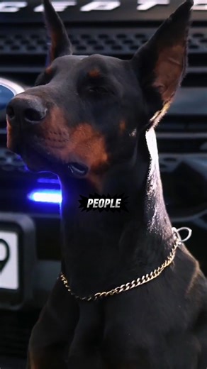 APEX CANINES on Instagram: "Shocking Truth About doberman and Police Work We explore why police forces no longer use dobermans, focusing on their intimidating appearance and the dangerous power of their bite. This video shares shocking facts about their history in law enforcement and why departments switched to other police dog breeds. It highlights the challenges of rottweiler puppy training and offers dog training advice for handling such security dogs, emphasizing the need for suitable workin