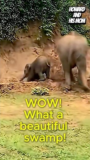Funny Baby Elephant Races Into the Swamp Like It’s a Party! 😂 #funnyanimals #babyelephants #cute