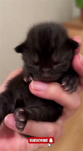 cute! rescue😮 journey tiny kitten🥺watch till the end😭