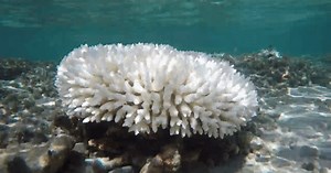 What Is Coral Bleaching? Some Reefs Glow Before They Die