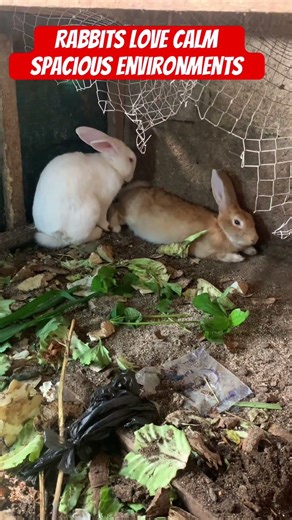 Rabbits love calm spacious environments #shorts #viralshorts #rabbit #love #spaciousspace