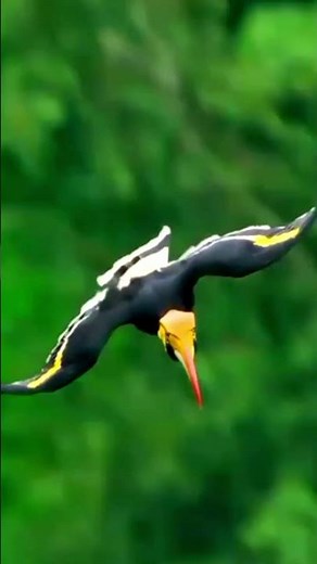Playful Toucan Birds Flying Together | Colorful Jungle Love & Aerial Dance in Nature