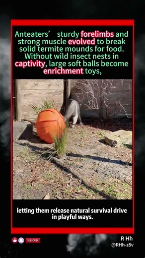 Giant Anteater Wrestling Big Ball Isn’t Playing#animals #wildlife