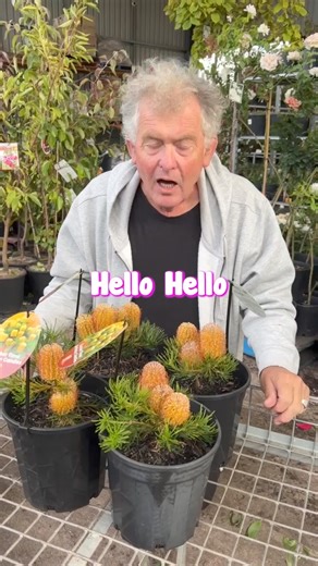 Birthday Candles is a compact shrub ideal for rockeries and small gardens, thriving in containers on patios, verandas, or decks. It boasts vibrant orange/gold flowers.🎂 Click HERE👇to get your Birthday Candles: https://www.thetutuguru.com.au/shop/banksia-birthday-candles-7-pot/ #hellohelloplants #plantshopping #nursery | Hello Hello Plants & Garden Supplies