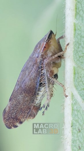 211K views · 2.1K reactions | Leafhopper (Fieberiella) chilling on a leaf with a tiny aphid. | MacroLab3D | Facebook