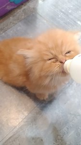 12K views · 436 reactions | Adorable Kitten Is Hungry And Enjoying Bottle Feeding | Baby Cat | Facebook