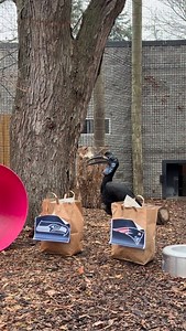 🏈 In preparation for Super Bowl Sunday, Maybelline the Abyssinian Ground Hornbill has predicted this year’s winner. The winner of Super Bowl LX according to Maybelline will be… The New England Patriots! Which team will you be rooting for? Comment below 🟢🔷 or 🟦🔻 | Lincoln Children's Zoo