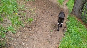 29K views · 736 reactions | For decades experts have debated the...