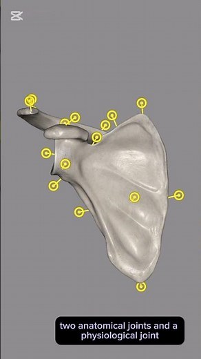 3D Anatomy of the Scapula ❤️🔥 Part 1 #anatomy #scapula #3danatomy #medicalstudent #surgeryeducation