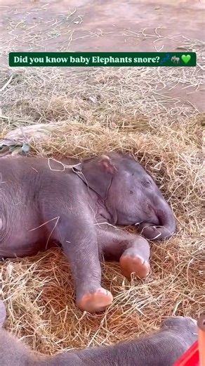 Prepare for the cutest, loudest snores you'll hear today! 🐘😴 This baby elephant is absolutely adorable even when dreaming up a storm. Who knew they could snore so much? 💚 #Elephant #BabyAnimals #Snore #Sleep #Cute | Sweet Tino Bebes Journey Familia & Beyond