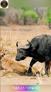 Lion vs Buffalo Herd | King of the Jungle Faces Ultimate Resistance | #LionVsBuffalo #lionhunting