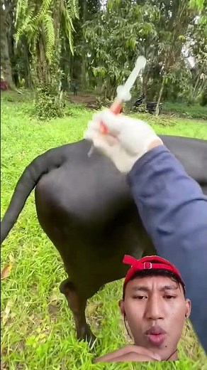 sapi mengamuk 😱 #sapi #sakit