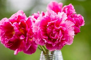 10 bulbs for spring cut flowers
