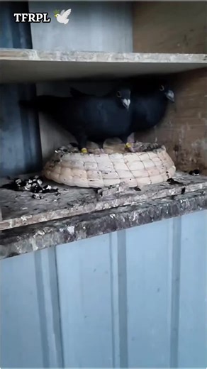 Breeders vs. Racers: Best Practices for Pigeon Loft Management