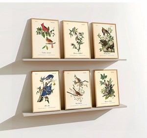 Vintage Audubon Bird Prints - Pennsylvania Backyard Birds Wall Art - Set of 6 - Etsy