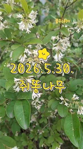 나무여행 | 은은한 꽃향기, 쥐똥나무 #해남숙소_꿈꾸는흙집마당 #나무이야기 #쥐똥나무 #쥐똥열매