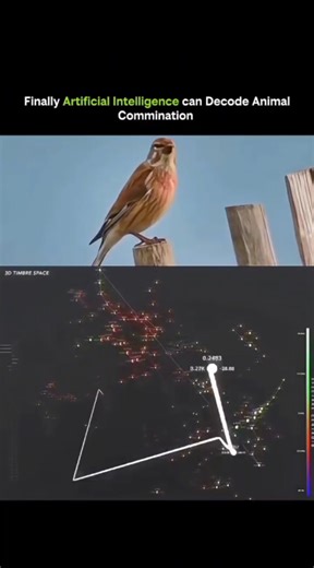 KNOWLEDGE HUB on Instagram: "🤖 Finally, Artificial Intelligence Can Decode Animal Communication • Animals communicate using sounds, gestures, and subtle signals humans often miss. • Dogs, whales, birds, and primates have complex communication systems. • AI can analyze massive datasets of calls, movements, and patterns. • Machine learning models detect repetition, tone, and context in signals. • Neural networks can identify species-specific messages in real time. • This helps scientists understa