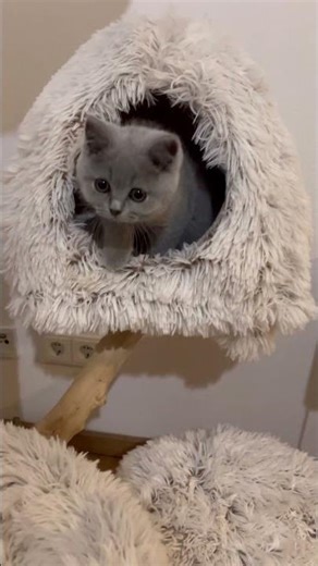 See who’s making his first big jump! 🥰 Little Pesteh conquering his Cat Tree!