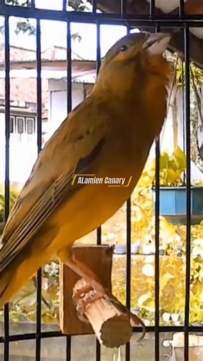 Relaxing Canary Bird Sounds #naturesounds #shorts #relaxing