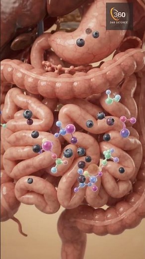 What Happens to Blueberries Inside Your Body? 🫐🩸 | Anthocyanins to Cells | 3D Anatomy