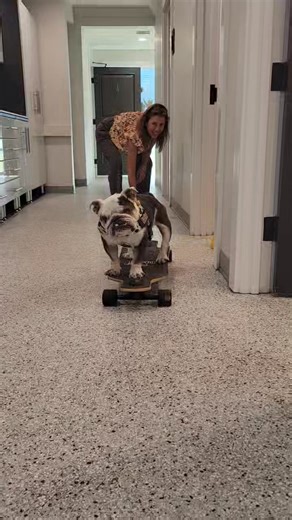 Annabelle update. Annabelle, even though said to be 12 years old is still showing she has a lot of life left. While is is gaining some weight and more strength, she has lost a couple more teeth and will lose more when she gets her surgeries scheduled. We had a little bit of a panic attack on our end, during an examination, we found she was producing milk from her teets... the doctor offices performed an ultrasound and didn't see any puppies. During the rest of the examination, we found some litt