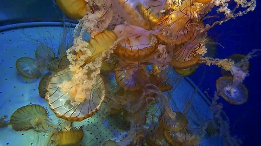 Live Jellyfish Cam - West Coast Sea Nettles | Explore.org