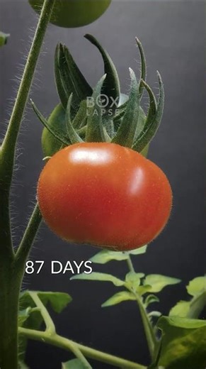 103 Days in 45 seconds - Tomato Timelapse