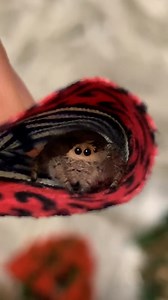 179K views · 7.4K reactions | They’re literally addicted to their sleeping bags  #jumpingspider #spiderhouse #cutespider #spider | Spider Facts | Facebook