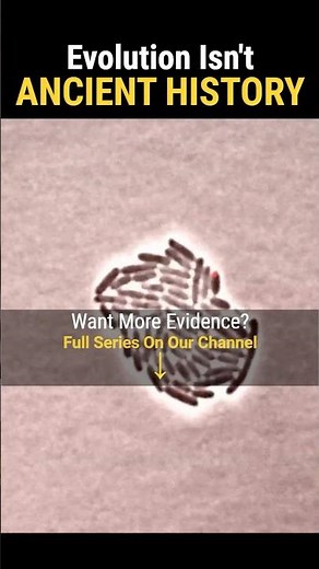 Evidence For Evolution? | Happening Live