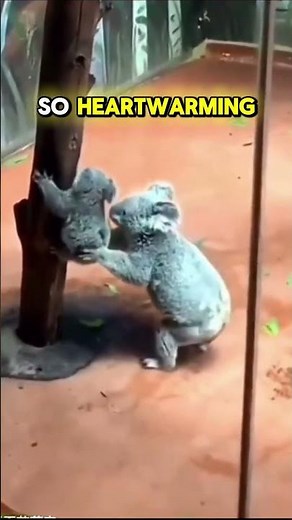 Baby Koala Climbs Down to Mom 🐨💕🐨 #koala #shorts