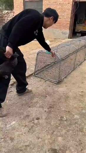 Man Loading Chicken into Wire Tunnel🦆🦢🦆🐔
