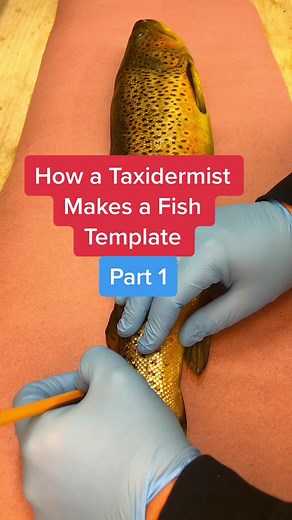 Creating a Fish Template: Taxidermy Tutorial