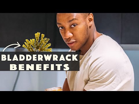 4 BENEFITS OF BLADDERWRACK (& concerns) | King of seaweeds