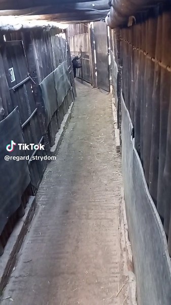 Big Bull in Boma Auction at AWA Vaalwater