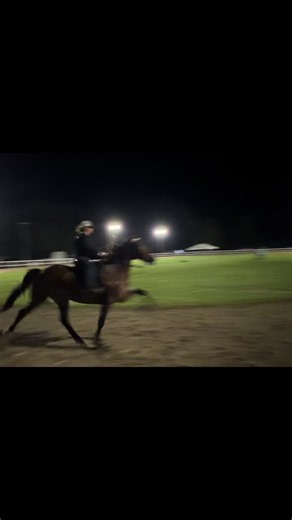 Pretty Polly speed racking horse — late night showin at J & J Stables