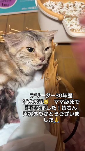 #LIVEhighlights #TikTokLIVE #LIVE