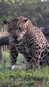 ¡Anaconda vs Jaguar! #anaconda #vs #Jaguar #animalessalvajes