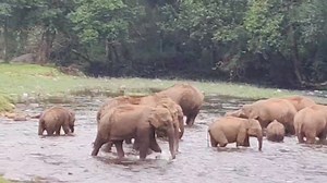 Beyound words, Experience the beauty of wild life @ anakkulam Call / what's app 9446197670 What's app 094969 094969 45512 | Forest Inn Cottages Anakulam Munnar | Facebook