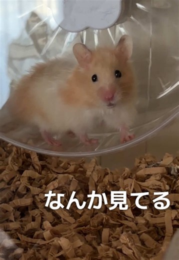 「いらっしゃい」って声かけてあげてｸﾘ😃✋ #ハムスター #ハムスターのいる生活 | hamster