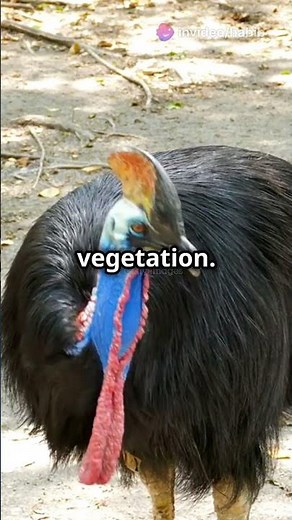 Cassowary: The World’s Most Dangerous Bird