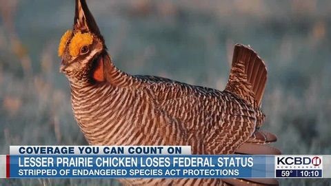 Lesser Prairie Chicken loses federal protection | Haystack News